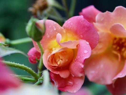 Roses after rain photo by Whitney, M.Ed., LMT, specializing in working with complex health cases, trauma healing, and women's health.