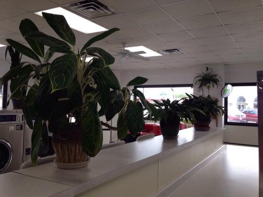 Plants- nice touch!