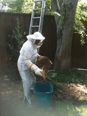 Live bee hive removal by the experts