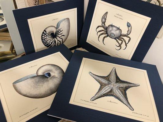 Hand colored sea life prints in custom blue linen mats