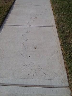 11/02/2014: Looks like a duck walked through this sidewalk before the concrete finished curing.  :-)