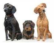 Group Dog Training Classes