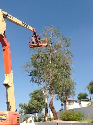 Eucalyptus tree crowning.