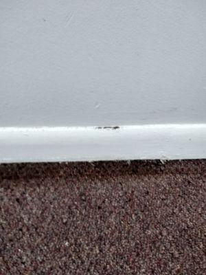 There's a gap between the floor and the baseboard that makes it easier for insects to get in!