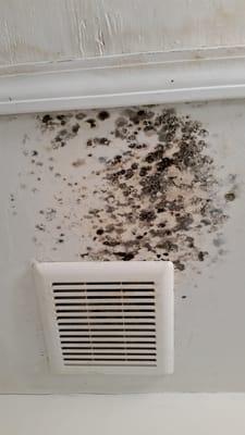 The black mold that we are told is just mildew.