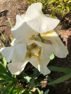 Floral beauty at Juan Oyola Massage Asheville