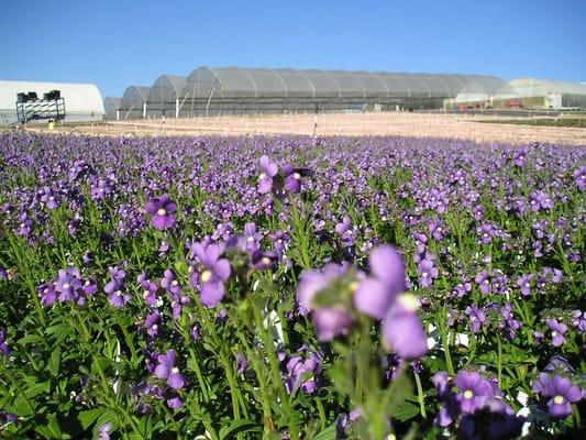 Premier Color Nursery