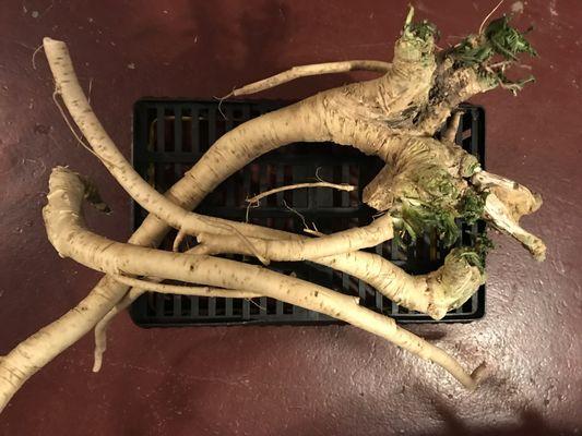 Fresh Horseradish grown onsite