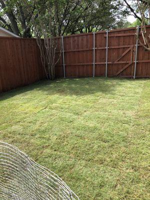 First day Bermuda sod was laid