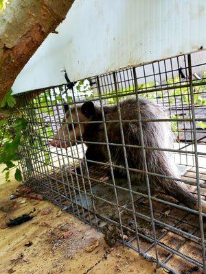 Spring Opossum removal