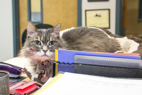 One of the Traveling Tails "office cats"