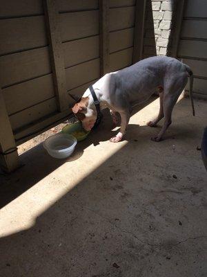 Bedford Animal Control Shelter