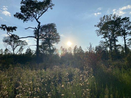 Silver Bluff Audubon Center