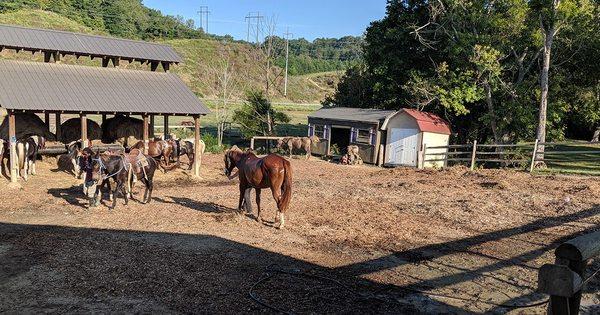 Goldrush Stables