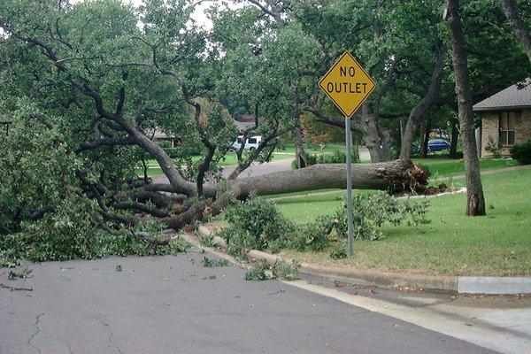 Tree had fallen down