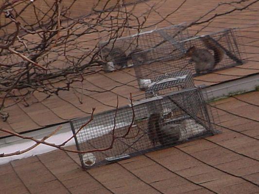 Squirrels in Cage Traps on a Roof