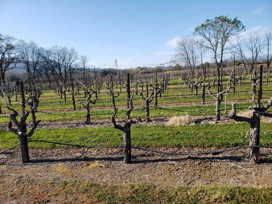 Vineyard tour