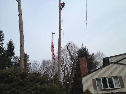 Tj's Tree Service