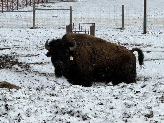 Bridger Vally Buffalo