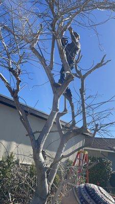 Pink orchid tree being pruned