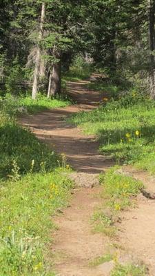 Grand Mesa Trails -- 11,000ft