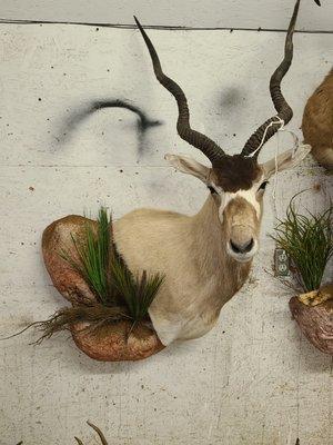 Rhodes Bros Taxidermy and Game Processing