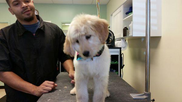 Margaux's 1st time on the grooming table.