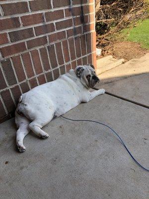 Sheboygan Animal Hospital