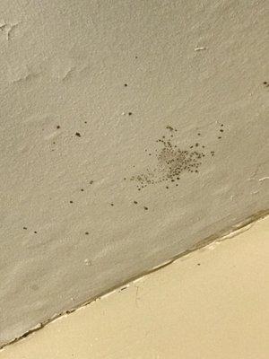 Mold in bathroom ceiling