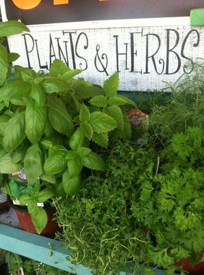 Locally Grown Herbs!!