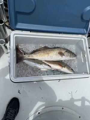 Todays catch with Christian at the helm we had a great day of reds and speckles!