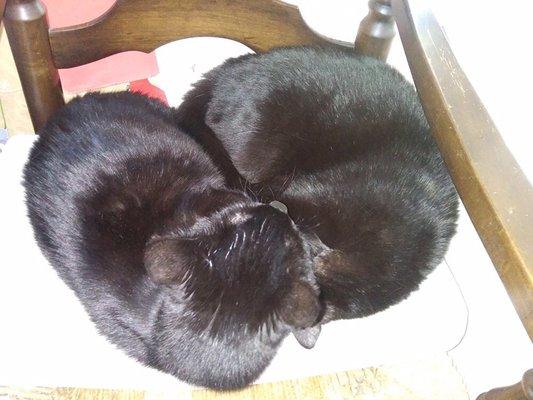 Daphne and Velma cuddling together two years after their adoption.  Velma is 17 years old today!