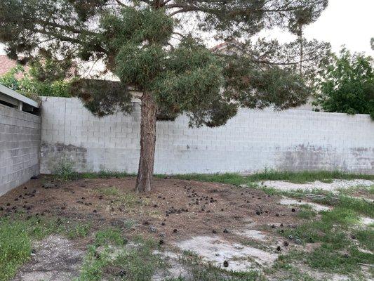 Second pine tree getting removed