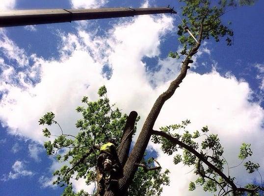 White Birch Tree Service