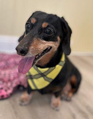 Sydne the dachshund came in for a bath today!