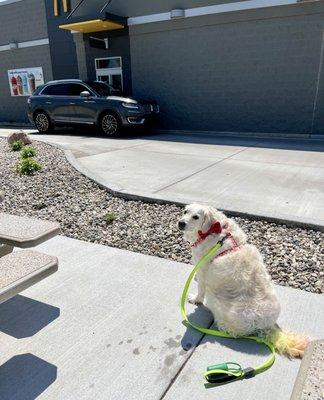 Puppy loving the new patio!