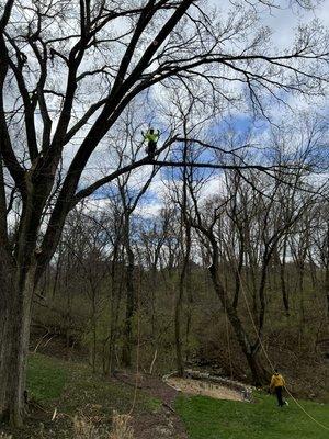 MGR Tree Services