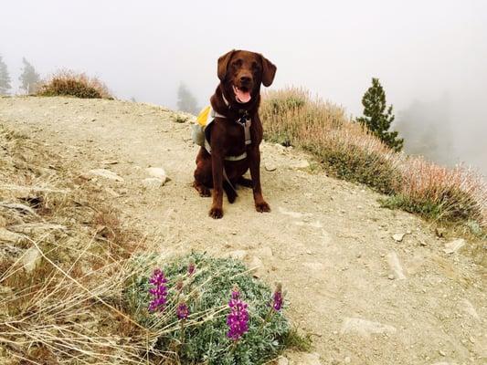 Lupine and a happy hiker