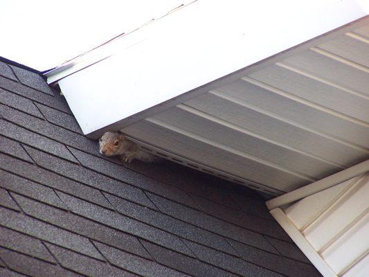 Squirrel Exiting a Soffit