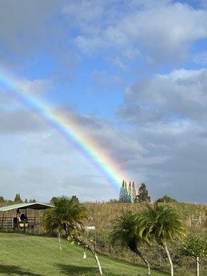 Hilo Rainbows