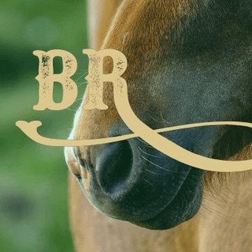 Bandalero Ranch-Equine