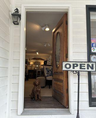 Come visit our shop today! Don't forget to say hello to our shop dog Lottie!