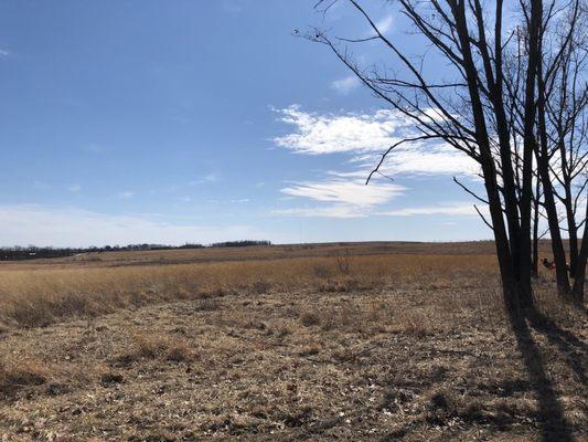 March in the grasslands. Windy and serene