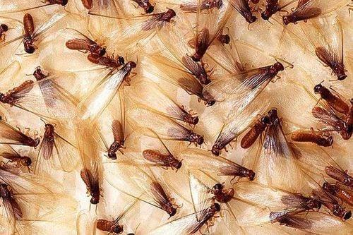 Swarming termites