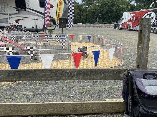 My favorite part of the Fair pig racing