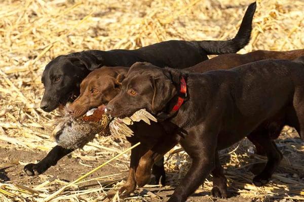 The best part of the South Dakota pheasant hunt