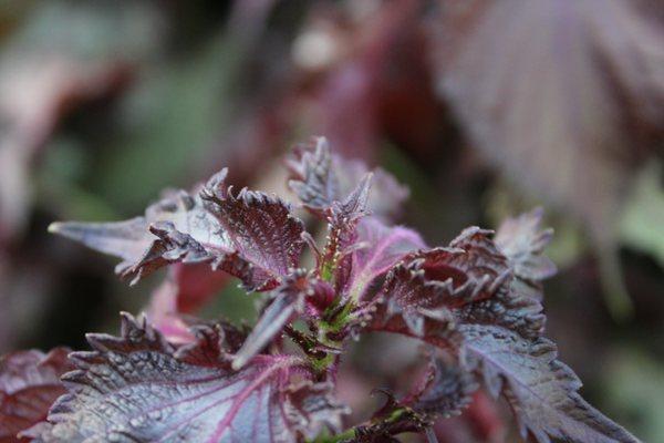 Westyo Acupuncture and Herb