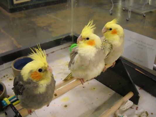 Cockatiel babies.