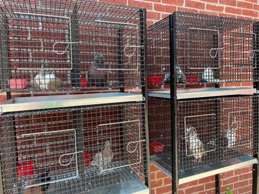 8 different varieties of pigeon shoe breeds that reside at a local aviary.