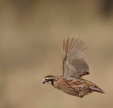 Bob-white quail